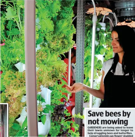  ??  ?? Futuristic: Vegetables in soil-free plant pots at Chelsea