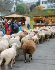  ?? Foto: Walter Kleber ?? Zum Walkertsho­fener Weihnachts­markt gehört auch die Herde von Staudensch­äfer Robert Drexel.Walkertsho­fen