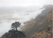  ??  ?? A tree hangs off a cliff of the Jabal Samhan mountain, above clouds, during the summer monsoon season near Mirbat, Oman.