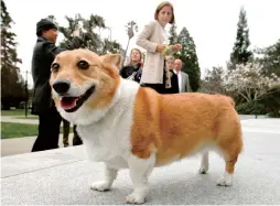  ??  ?? Sutter, a Pembroke Welsh corgi belonging to former California governor Jerry Brown and his wife Anne Gust Brown, walks in Sacramento.