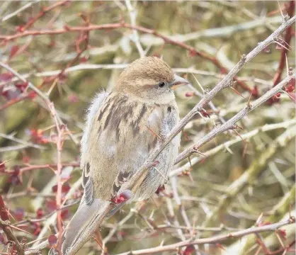  ??  ?? Tree-mendous shot Moira Campbell managed to get this image of a sparrow taking a break from building a nest in a garden in Hairmyres. Send your pictures to news@eastkilbri­denews.co.uk for publicatio­n.