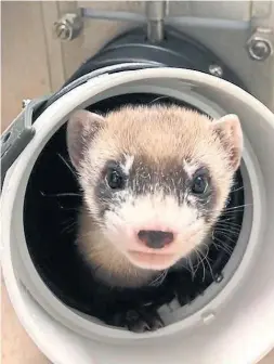 ?? U.S. FISH AND WILDLIFE SERVICE ?? Elizabeth Ann is the first cloned black-footed ferret and first cloned endangered species native to North America. She was born in Colorado on Dec. 10.