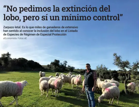  ??  ?? Francisco Javier Pintado, ganadero de ovino en Salamanca.