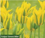  ??  ?? Tulipa ‘Green Mile’
H x S
