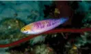 ?? Photograph: Luiz Rocha, California Academy of Sciences ?? The Vibranium fairy wrasse was discovered in 2019.
