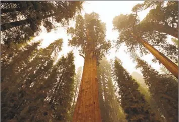  ?? Gary Kazanjian Associated Press ?? THE KAWEAH Colony was set up in 1886 among the sequoias in Tulare County. It was already on the verge of breaking up when Sequoia National Park was establishe­d in 1890. Above, the General Sherman sequoia.