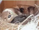  ?? JOEL MILLER ?? Milwaukee County Zoo river otter Clover snuggles with her newborn litter of pups.