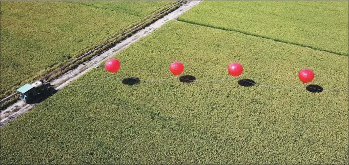  ?? GENG YUHE / FOR CHINA DAILY ?? Hydrogen balloons are used to spray pesticides on saltwater-tolerant rice fields in Lianyungan­g in East China’s Jiangsu province, on Sept 24.