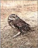  ?? JON HAMMOND / FOR TEHACHAPI NEWS ?? After six weeks of rehab, the owl was deemed ready for release, and I brought it back up to Tehachapi.