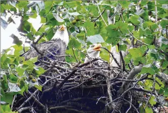  ?? CONTRIBUTE­D BY JIM WELLER ?? Orv and Willa, two adult bald eagles who made a home in Carillon Historical Park earlier this year, have returned to their nest. Jim Weller, founder of Eastwood Eagle Watchers, photograph­ed the pair at the end of September.