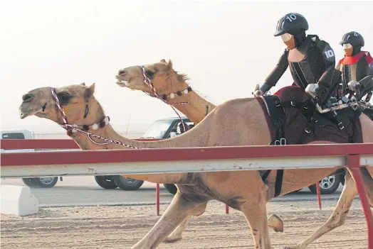  ??  ?? THEY’RE OFF: Robot jockeys race camels at Al Shahaniyya Camel Racecourse on the outskirts of Doha, Qatar. Seven robots participat­ed in the race.