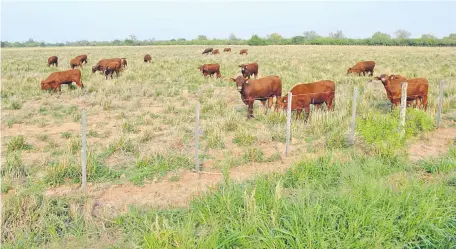  ??  ?? Pasto reverdecid­o en un piquete de animales vacunos en la zona del Chaco Central.