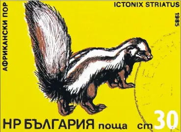  ??  ?? A stamp printed in Bulgaria around 1985 shows a zorilla or striped polecat