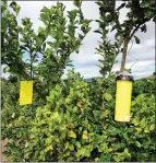  ?? PHOTO BY UC DAVIS ?? The yellow sticky trap and cylinder trap seen here on a citrus tree are useful for monitoring population­s of Diaphorina citri, also known as the Asian citrus psyllid.
