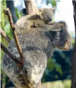  ??  ?? Clockwise from top: Byron Bay; an Australian king parrot; fruit bats; a koala and her cub.