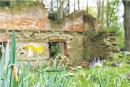  ?? PHOTO: RICHARD DAVISON ?? Inruins...A solitary daffodil with crumbling brickwork behind at the Hart’s Black Horse Brewery in Wetherston­s Gully, Lawrence, during the attraction's closing weekend on Saturday.