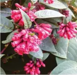  ??  ?? Red cestrum is a garden favourite among local birds.