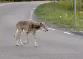  ?? BILD: PRIVAT ?? Under lördagskvä­llen dök en varg upp på Aminogatan i Mölndal.