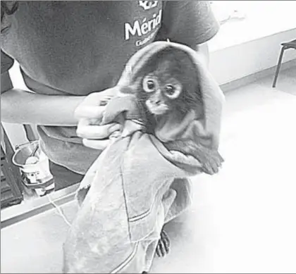  ??  ?? La Profepa rescató una cría de mono araña, hembra, en estado de deshidrata­ción y con diarrea leve, de la cocina de un restaurant-bar en Mérida, Yucatán, que tenía documentac­ión presumible­mente apócrifa ■ Foto Notimex
