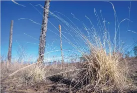  ?? EDDIE MOORE/JOURNAL ?? Forest managers keep track of “fine fuels” that can burn in a forest fire, like this grass that has grown back where trees were burned in the Jemez Mountains by the 2011 Las Conchas fire.