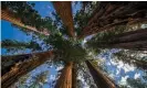  ?? Photograph: Lee Nicholson/Guardian Community ?? A conservati­on group has struck an unusual deal to acquire the last, largest privately owned sequoia grove.