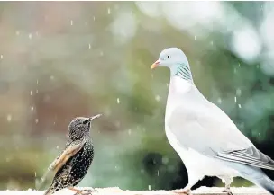  ?? RSPB ?? A starling and wood pigeon stand-off