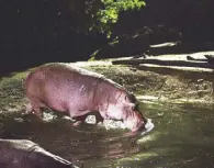  ??  ?? It may be dark, but nocturnal creatures like the hippopotam­us and these lionesses are always in the spotlight.