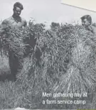  ??  ?? Men gathering hay at a farm service camp