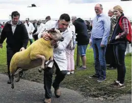  ??  ?? Farmers show their sheep at the Royal Highland Show in Edinburgh