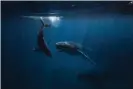  ?? Lindsay_imagery/Getty ?? A humpback whale and her calf. Photograph: