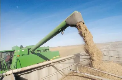  ?? PETER WILSON / POSTMEDIA NEWS FILES ?? Lentils are harvested in Aberdeen, Sask. Prices for the vegetarian staple are down 30 per cent in the past year.