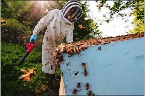  ?? CARRIE ANTLFINGER/AP PHOTO ?? Beekeeper James Cook works on hives near Iola, Wis. He and his wife, Samantha Jones, have worked with honey bees for several years but started their own business this year — and proceeded with plans even after the coronaviru­s pandemic hit.