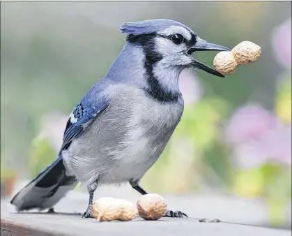  ?? BRUCE MACTAVISH PHOTO ?? Blue jays go the extra mile for peanuts in the shell during October.