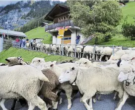  ??  ?? When the sheep pass through the villages, people come out to celebrate the Alpabzug parade.