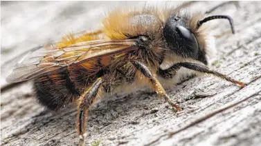  ?? BILD: SN/CHRISES - FOTOLIA ?? Wildbienen wie die Rotpelzige­n Sandbienen haben spezielle Anforderun­gen an ihren Lebensraum.