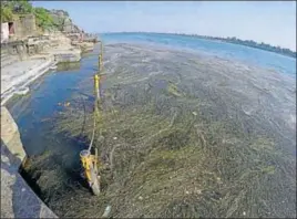  ?? MUJEEB FARUQUI/HT ?? Dead vegetation and growing weeds have engulfed the bathing spot at Narmada’s Maheshwar ghat in Madhya Pradesh.