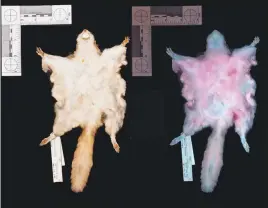  ?? NORTHLAND COLLEGE VIA THE NEW YORK TIMES ?? The flying squirrel has a brownish color, left, but the same specimen glows hot-pink under ultraviole­t light. While ultraviole­t fluorescen­ce is common in birds, butterflie­s and sea creatures, scientists haven’t often observed it in mammals.