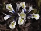  ??  ?? Iris reticulata ‘Eye Catcher’: This is Dangelmaie­r’s favourite new fall bulb for 2016. This dwarf iris is sourced from Canadian hybridizer Alan McMurtrie.