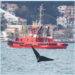  ??  ?? A southern right whale in Wellington Harbour this week and below, rare white humpback whale Migaloo. Centre, associate professor Rochelle Constantin­e.