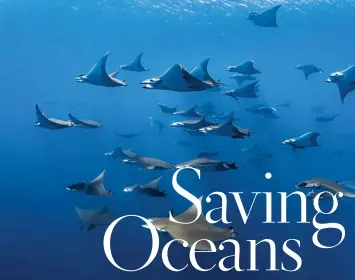  ??  ?? From left: During the summer, Mobula rays gather around the Princess Alice seamount situated 45 miles from Faial Island; Sylvia Earle, Rolex Testimonee and Founder of Mission Blue