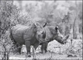  ?? AP PHOTO ?? Lawyers for a rhino breeder in South Africa say bidding will start Wednesday in an online auction of 264 rhino horns after a court ordered the government to hand over a permit allowing the sale to proceed. Conservati­on groups believe it will lead to a...