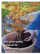  ??  ?? Use good-quality compost for acers in pots