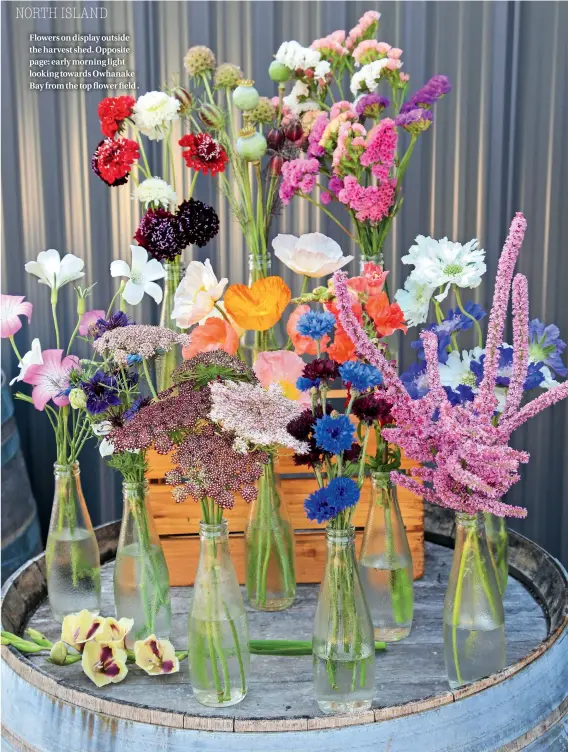  ??  ?? Flowers on display outside the harvest shed. Opposite page: early morning light looking towards Owhanake Bay from the top flower field .