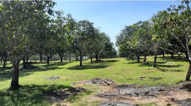  ?? ?? The mango orchard on the farm