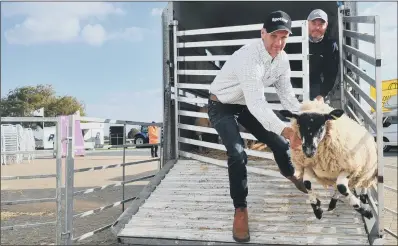  ?? OFF TO A FLYER: Steward Andrew Fisher with a lively Mule sheep being unloaded for Countrysid­e Live this weekend. ?? PICTURES: GARY LONGBOTTOM