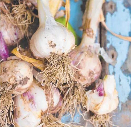  ?? ?? It’s not easy to grow garlic in the wet tropics.