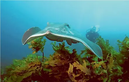  ??  ?? Stingrays are widely accepted to be docile unless they’re feeling threatened.