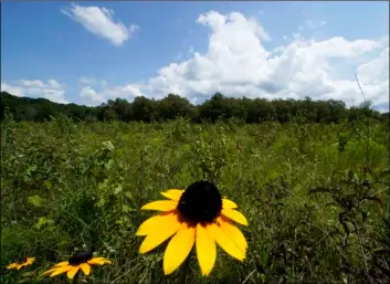  ?? AP Photo/Mark Humphrey ?? A black-eyed Susan flower grows among a variety of plants in an open grassland area at the May Prairie State Natural Area on Aug. 20 in Manchester, Tenn.