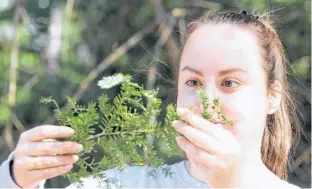  ?? JASON MALLOY ?? Kristen Noel, from the Nova Scotia Invasive Species Council, inspects the underside of a hemlock branch with hemlock woolly adelgid that was found April 15 at The Gorge in Kentville.