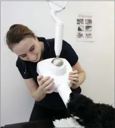  ??  ?? Mairead Kilbride, the vet at Petcare Vets, takes a dental X-Ray.